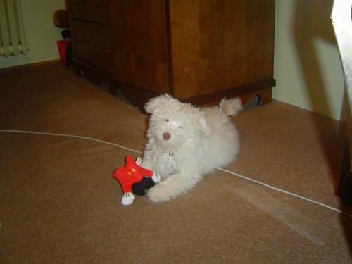 çıtır Dişi West Highland White Terrier