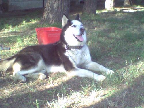 çakır Erkek Alaskan Malamute