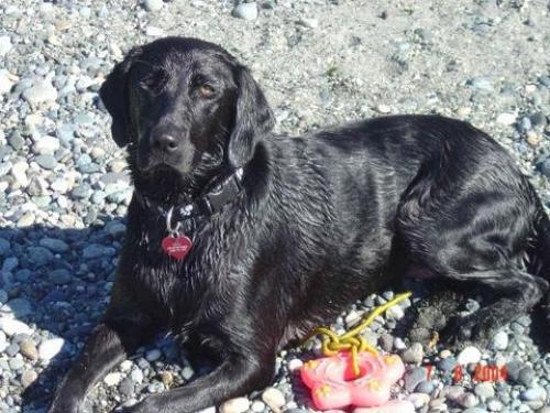 zilli Dişi Labrador Retriever