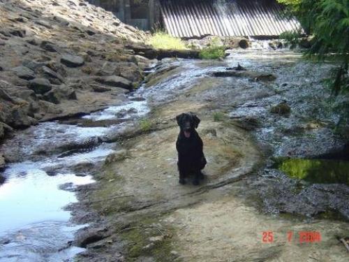 zilli Dişi Labrador Retriever