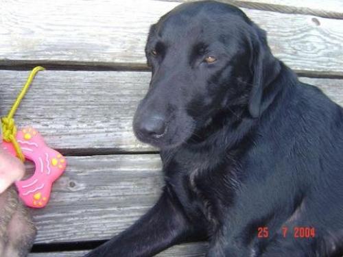 zilli Dişi Labrador Retriever