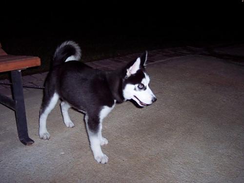 ice Erkek Sibirya Kurdu (Husky)