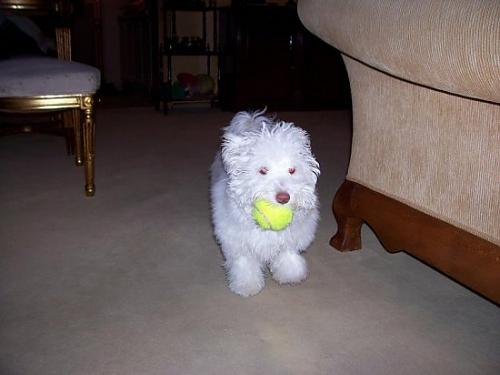 çıtır Dişi West Highland White Terrier