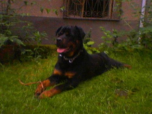 rocky Erkek Rottweiler