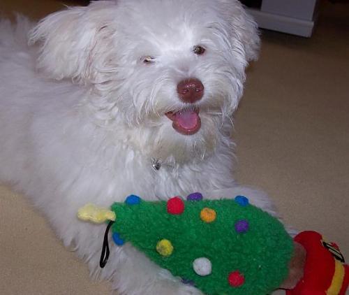 çıtır Dişi West Highland White Terrier