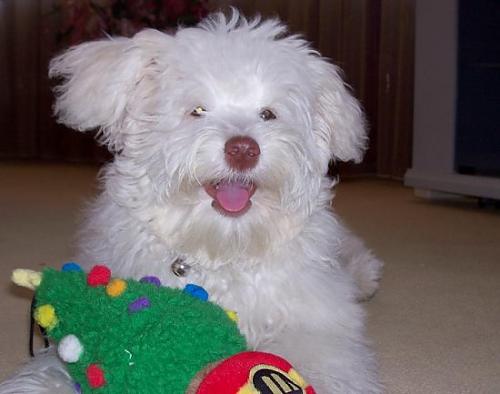 çıtır Dişi West Highland White Terrier