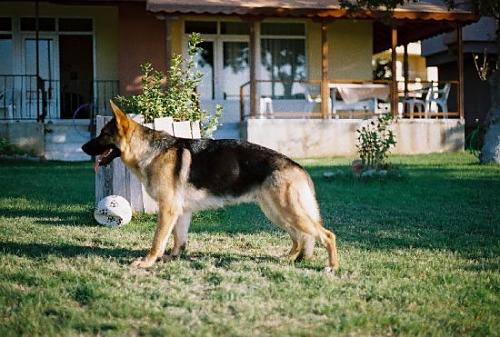 paphia Dişi Alman Çoban Köpeği