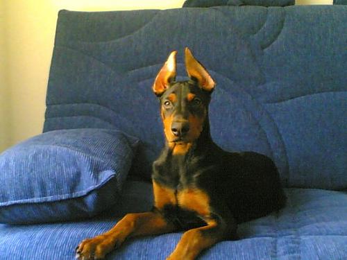 rex Erkek Doberman Pinscher