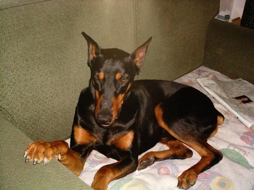 cavus Erkek Doberman Pinscher