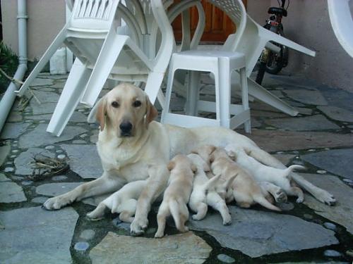 saka Dişi Labrador Retriever