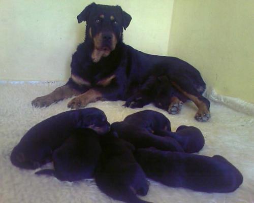 hera Dişi Rottweiler