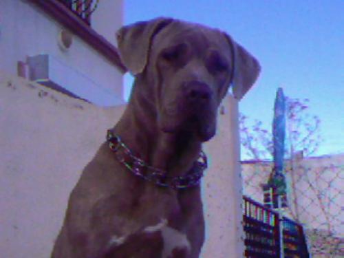 mango Dişi Napoliten Mastiff