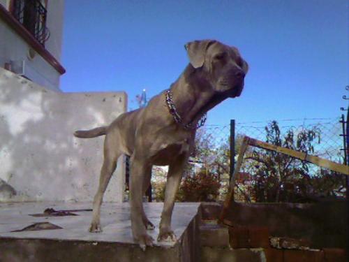 mango Dişi Napoliten Mastiff