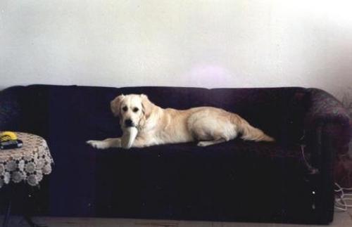 naika Dişi Golden Retriever