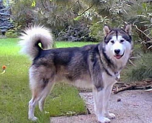 toto Erkek Alaskan Malamute