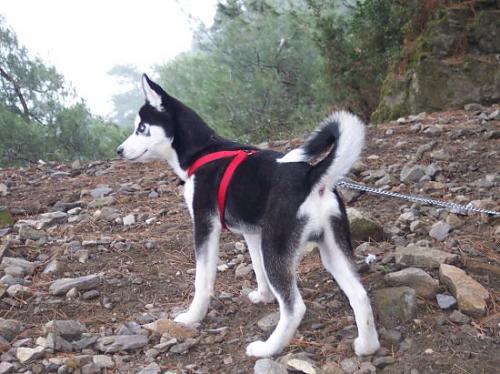 ice Erkek Sibirya Kurdu (Husky)