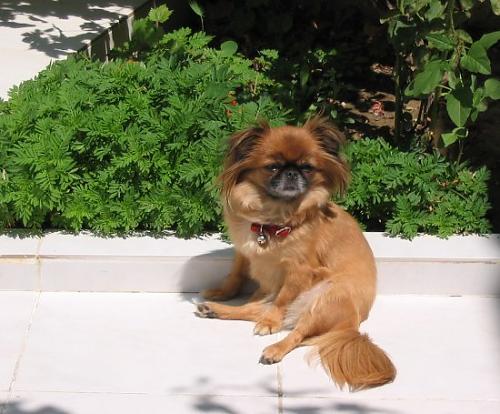 maggie Dişi Pekingese