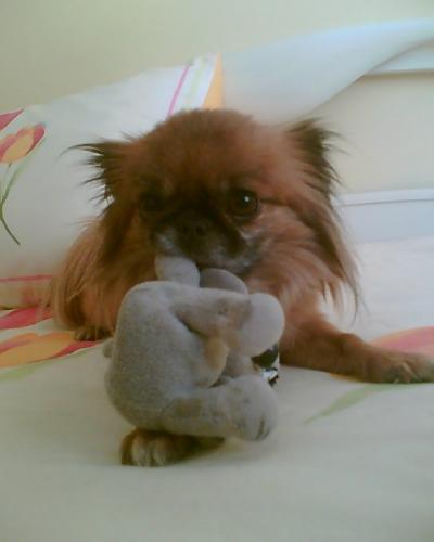 maggie Dişi Pekingese