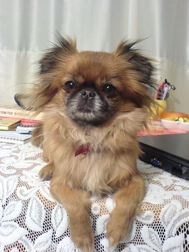 maggie Dişi Pekingese