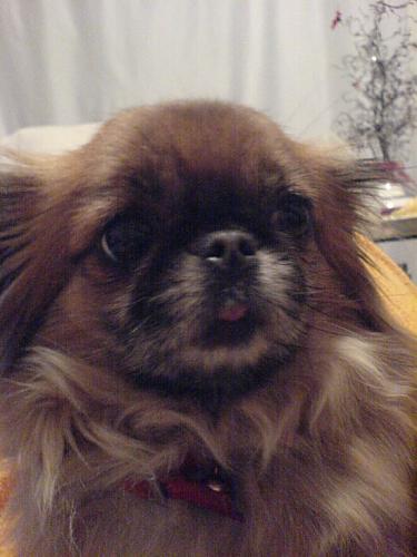 maggie Dişi Pekingese