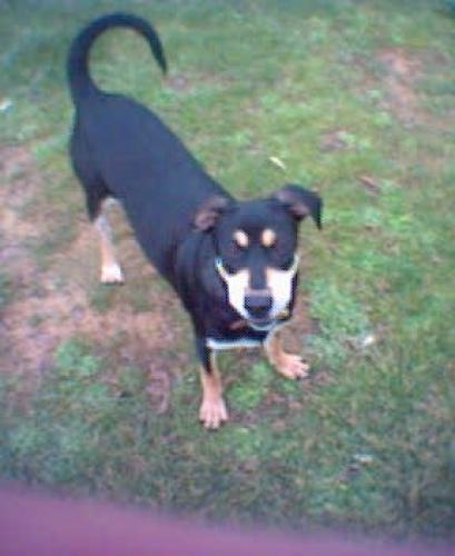 sheeba Dişi Doberman Pinscher