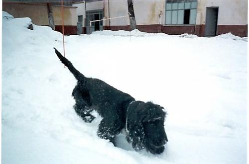 samba Erkek Amerikan Cocker Spaniel