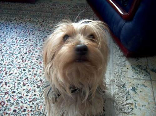 fındık Erkek Yorkshire Terrier