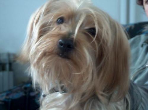 fındık Erkek Yorkshire Terrier