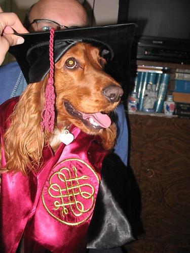 goffy Dişi Amerikan Cocker Spaniel