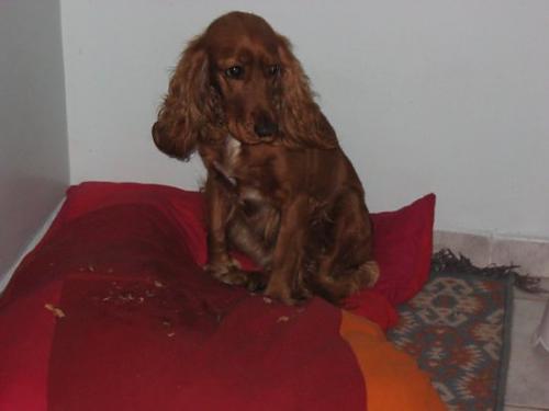 goffy Dişi Amerikan Cocker Spaniel