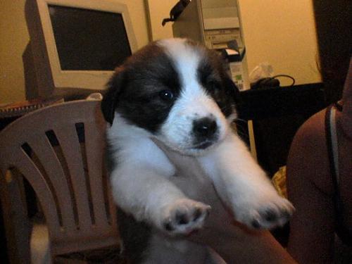 mocha Erkek St. Bernard (Saint Bernard)