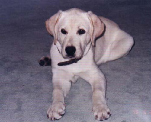 can Dişi Labrador Retriever