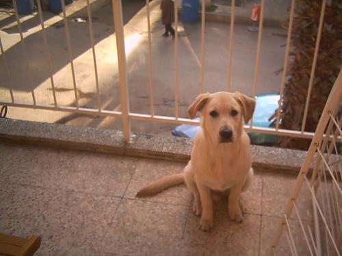 Hektor Erkek Labrador Retriever