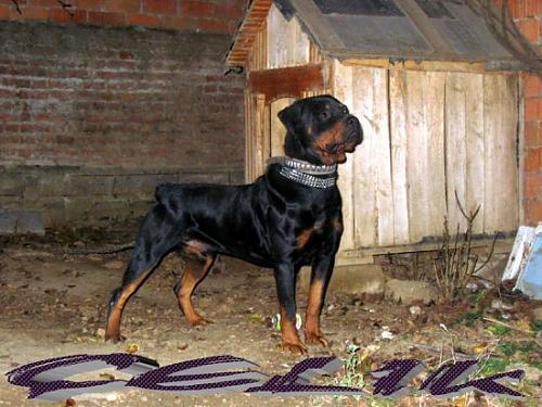 çelik Erkek Rottweiler