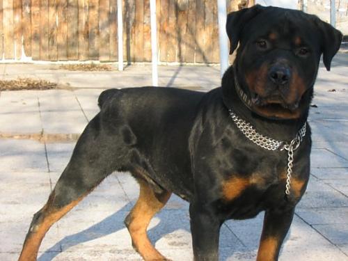 çelik Erkek Rottweiler