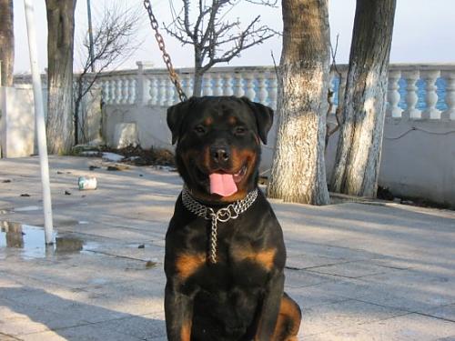 çelik Erkek Rottweiler