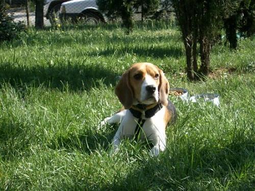 susam Erkek Beagle