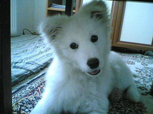 yastık Dişi Samoyed