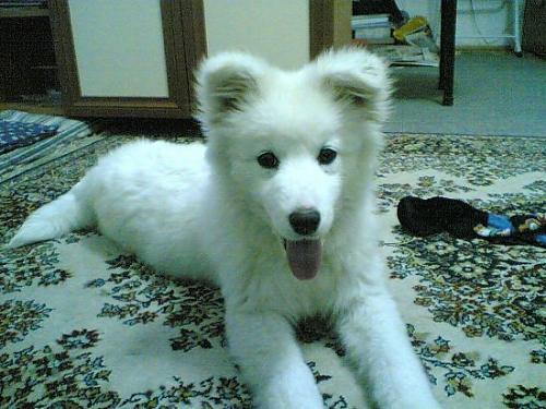 yastık Dişi Samoyed