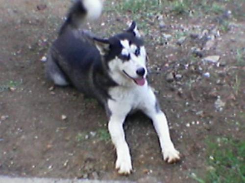 ceku Dişi Sibirya Kurdu (Husky)