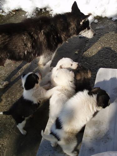 ceku Dişi Sibirya Kurdu (Husky)