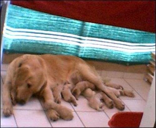 goldi Dişi Golden Retriever