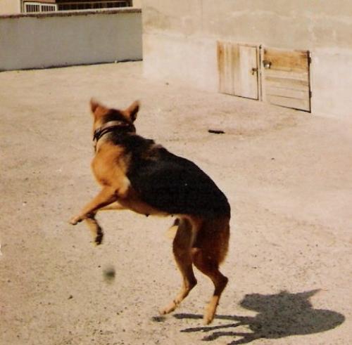 bonny Dişi Alman Çoban Köpeği