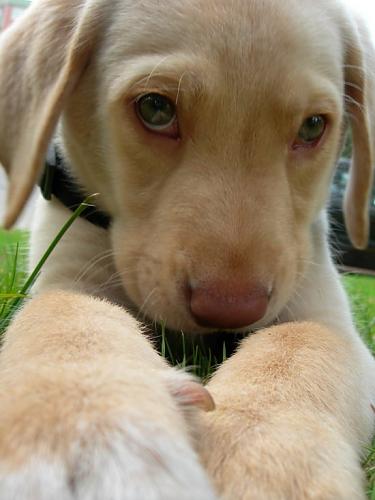 ras Erkek Labrador Retriever