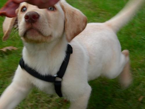 ras Erkek Labrador Retriever