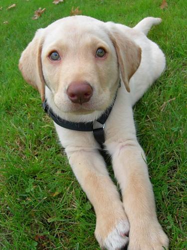 ras Erkek Labrador Retriever