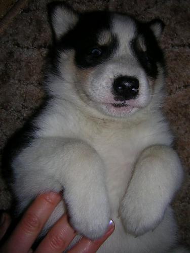 boz Erkek Alaskan Malamute