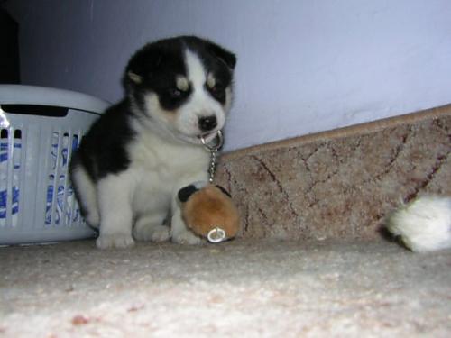 boz Erkek Alaskan Malamute