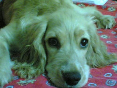 şeker Dişi Amerikan Cocker Spaniel