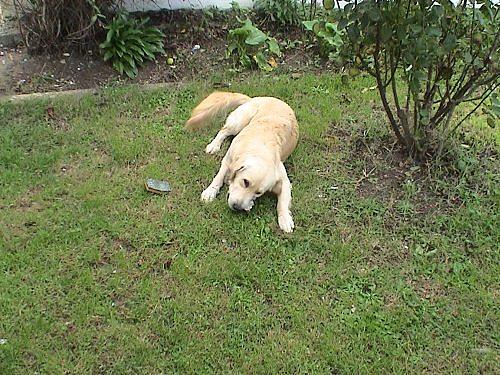 baron Erkek Golden Retriever